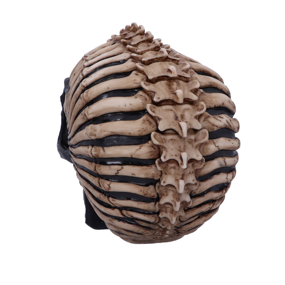 Spine Head Skull (JR) 18.5cm Ornament