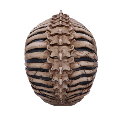 Spine Head Skull (JR) 18.5cm Ornament