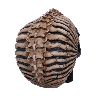 Spine Head Skull (JR) 18.5cm Ornament