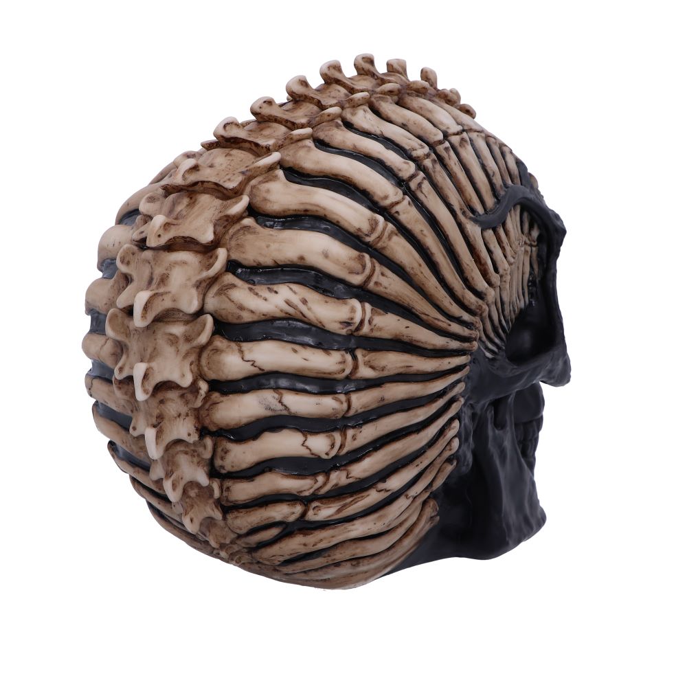 Spine Head Skull (JR) 18.5cm Ornament