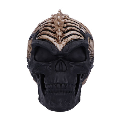Spine Head Skull (JR) 18.5cm Ornament