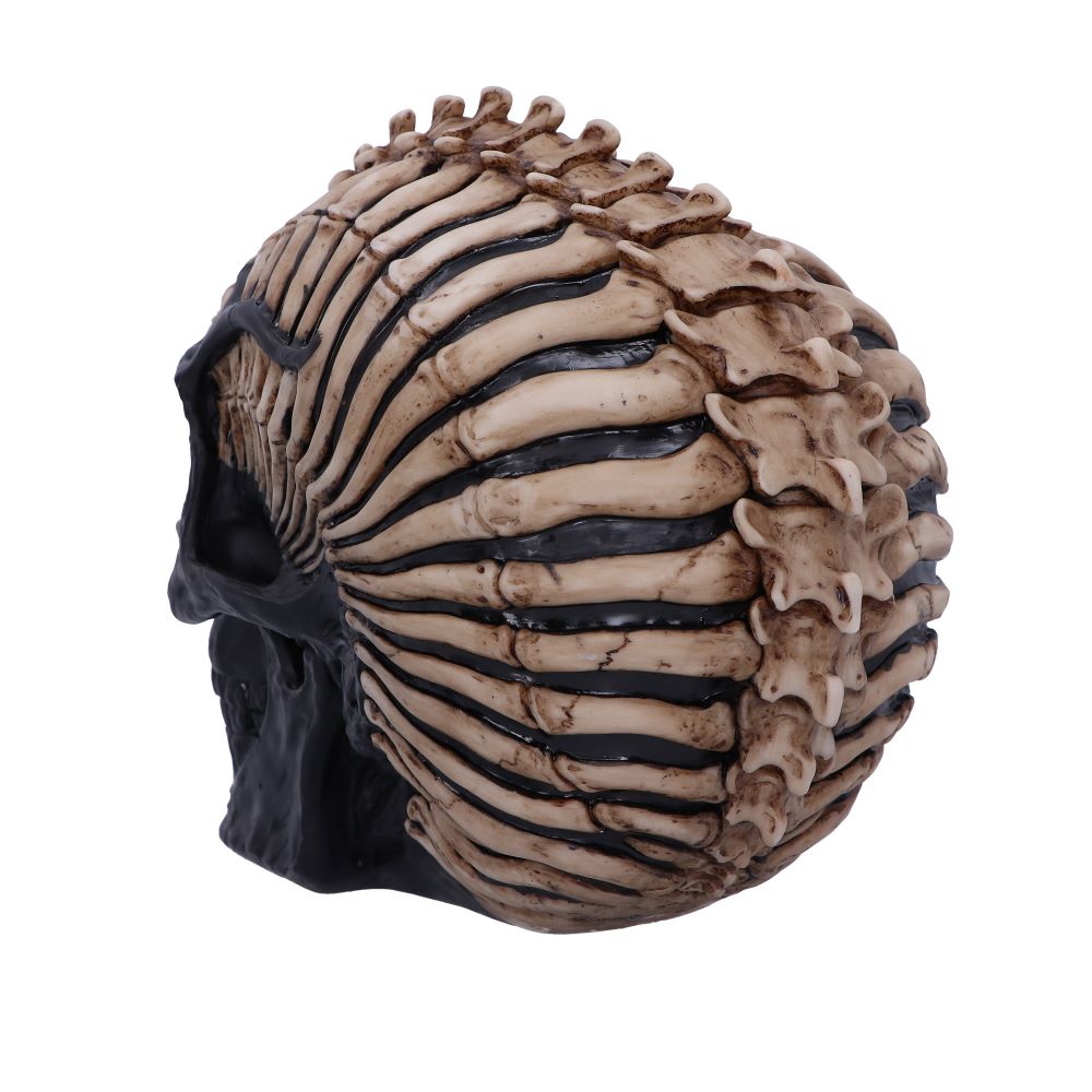 Spine Head Skull (JR) 18.5cm Ornament