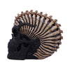 Spine Head Skull (JR) 18.5cm Ornament