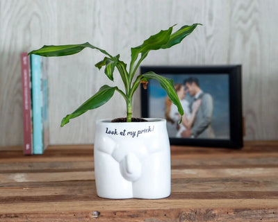 Look At My Prick Plant Pot - TwoBeeps.co.uk